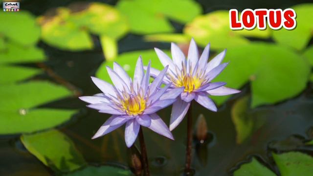 Learn Flowers Name | Flowers Name For Kids In English | Flowers Name Video смотреть онлайн