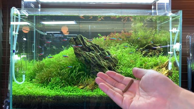How to use root tab fertilizers in your planted aquarium,How to grow aquatic plants grow well,ADA смотреть онлайн