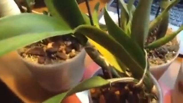 Cattleya обзор моих орхидей каттлея