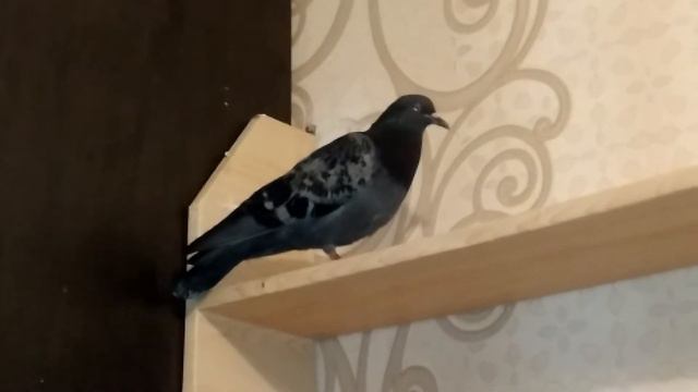 Ответ на вопрос: Как там Джейми? смотреть онлайн