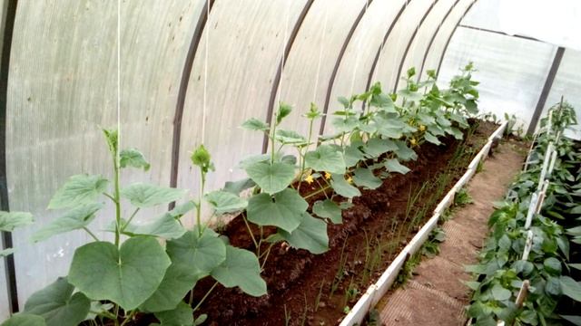 Обработка огурцов от клеща.Чем обрабатываю. смотреть онлайн