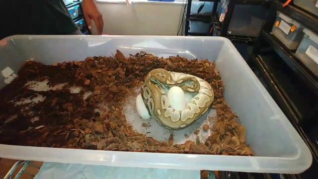 Clutch #9 lesser to pastave vanilla or Savannah leopard смотреть онлайн