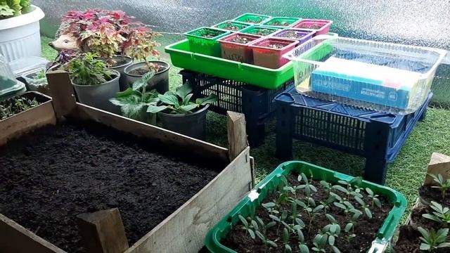 ТАКИМ СПОСОБОМ БАРХАТЦЫ ВЗОЙДУТ очень БЫСТРО как и когда сеять бархатцы на рассаду