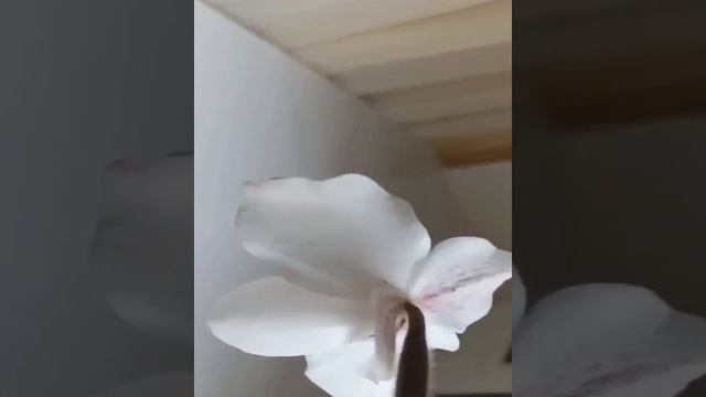 Paphiopedilum delenatii x niveum смотреть онлайн