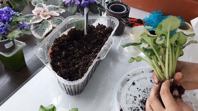 Входящяя обработка для вновь прибывших деток фиалки и химер смотреть онлайн