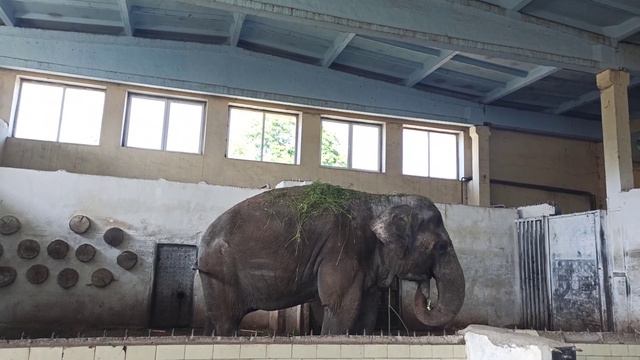 слон в Калининградском зоопарке и чутка жирафа смотреть онлайн