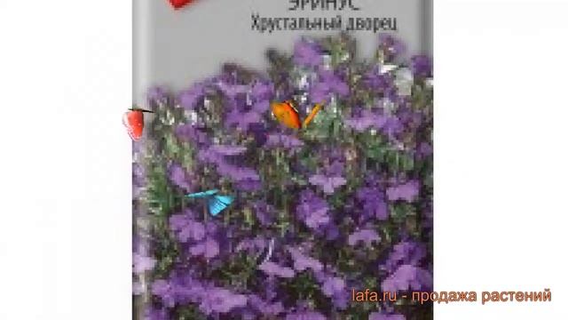 Лобелия обыкновенная Эринус Хрустальный дворец ? обзор: как сажать, семена лобелии смотреть онлайн