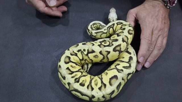 Ball Python Breeding; Key Genetic Considerations смотреть онлайн