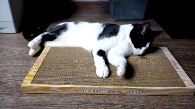 Милка на когтеточке смотреть онлайн