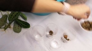 Посадка маранты!