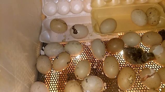 ИНКУБАЦИЯ ЯИЦ , вывод цыплят смотреть онлайн