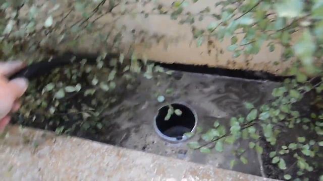 Pittosporum tenuifolium 'Silver Sheen' смотреть онлайн