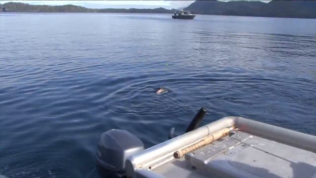 Let's Go Fishing Episode 14 2016 смотреть онлайн