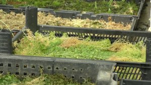 Живородящие папоротники.