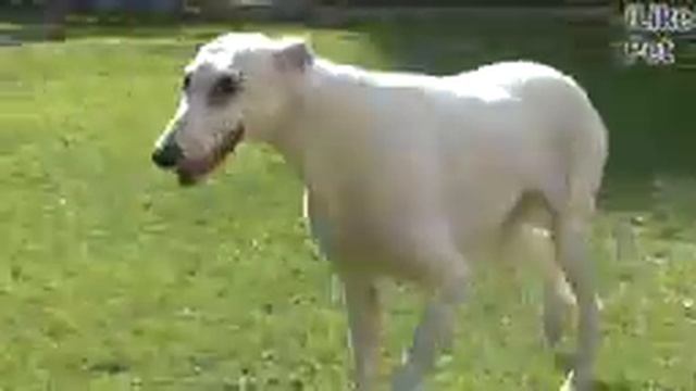 Грейхаунд. Особенности. Уход смотреть онлайн