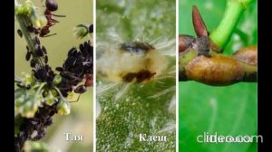 13 февраля 2024 г. Вредители и болезни жимолости