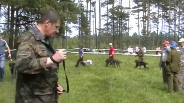 461. Тверь 2007 курцхаары Младшая группа. смотреть онлайн