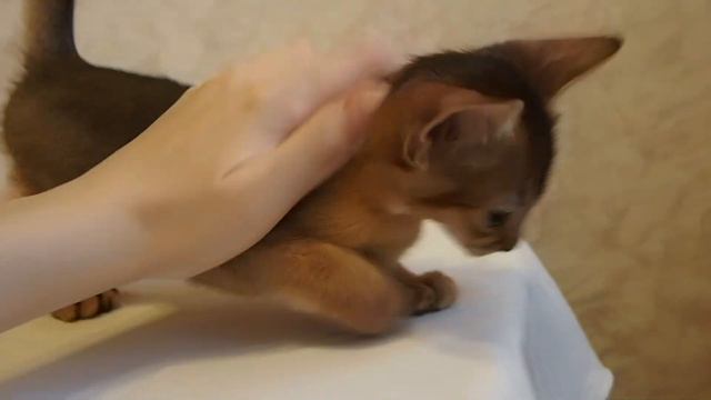 Абиссинские котята - видео, возраст 2 месяца. Помет А смотреть онлайн