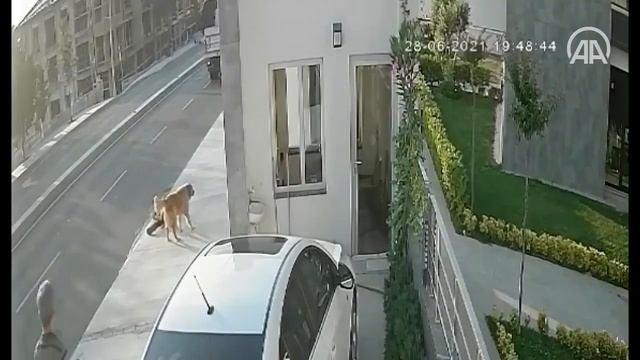 собака бобака ( смотреть онлайн