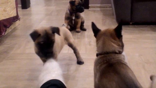 Собаки пиявки смотреть онлайн