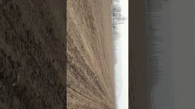 Сажаем лук репчатый сорт ледокол смотреть онлайн
