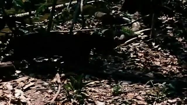 Анаконда И Пума - Смертельная Схватка смотреть онлайн