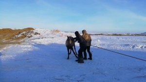 Обучение лошади. Часть 1