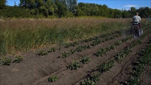 Окучивание картофеля дисками мототрактором смотреть онлайн