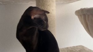 Ориентальный кот разговаривает l говорящий котик Кай ??