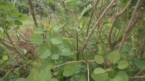 Скумпия кожевенная в Подмосковье.