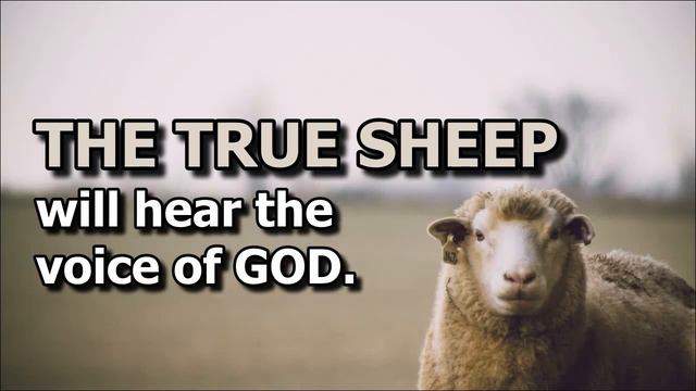 The True Sheep смотреть онлайн