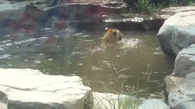 Турагентство «Чемодан» - С днем города, Кострома! смотреть онлайн