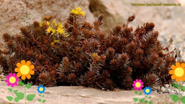 Очиток отогнутый Шоколад бол. Краткий обзор, описание характеристик sedum reflexum Chocolate ball смотреть онлайн
