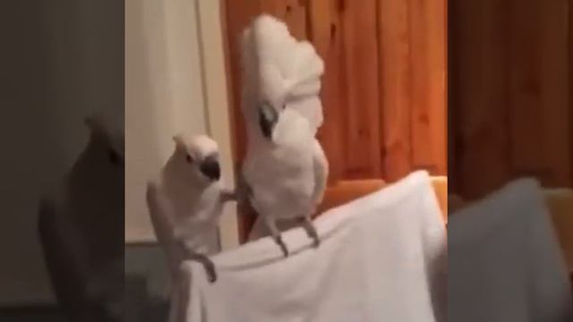 Попугаи тоже любят Элвиса Пресли смотреть онлайн