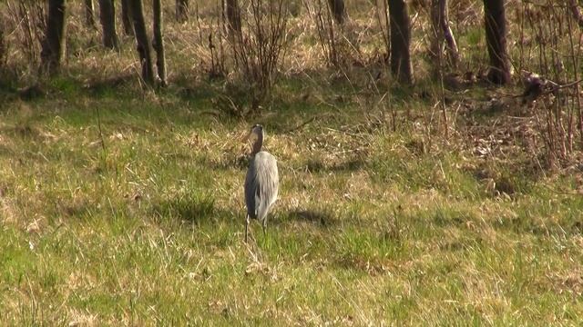 Heron Eats Snake. Цапля есть змейку (2461sp) смотреть онлайн