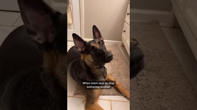 That’s a no for me #germanshepherd #gsd #dog #dogs смотреть онлайн