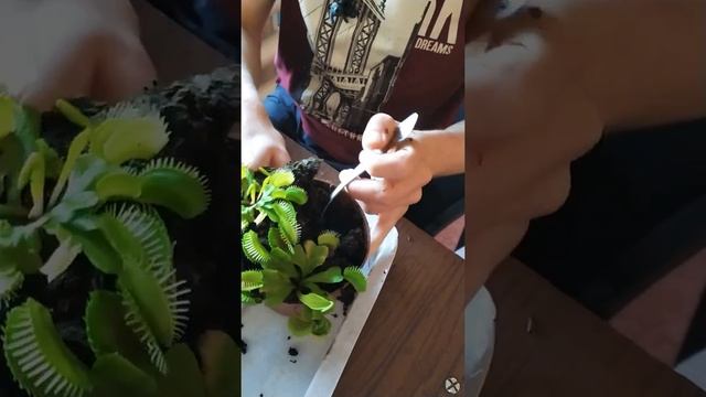 Пересадка ВЕНЕРИНОЙ МУХОЛОВКИ часть 1 смотреть онлайн