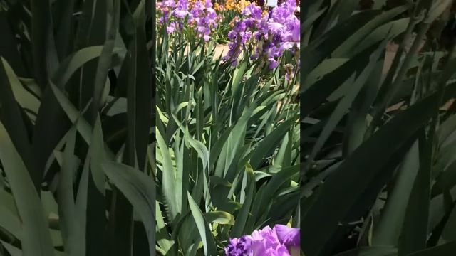 Ирисы и розы. Никитский дворец. Ялта смотреть онлайн