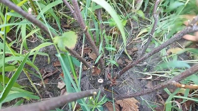 ПРАВИЛЬНАЯ обрезка ЧЁРНОЙ СМОРОДИНЫ-залог Большого Урожая!#сад#смородина#обрезкачёрнойсмородины смотреть онлайн