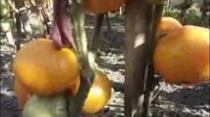 СОРТ ТОМАТОВ ХУРМА И ТОМАТ ГИГАНТ ЛИМОННЫЙ-ТОМАТ ЖЕЛТЫЙ