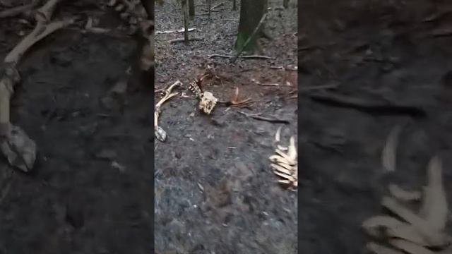 Рога Лося. 01.01.2021 Удачное начало года смотреть онлайн