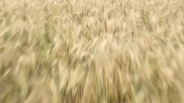видео фон смотреть онлайн