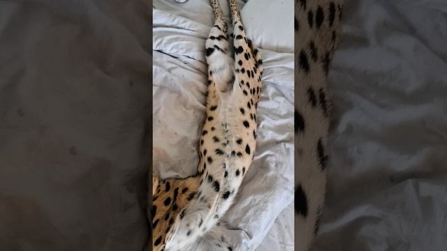 Самый длинный кот смотреть онлайн