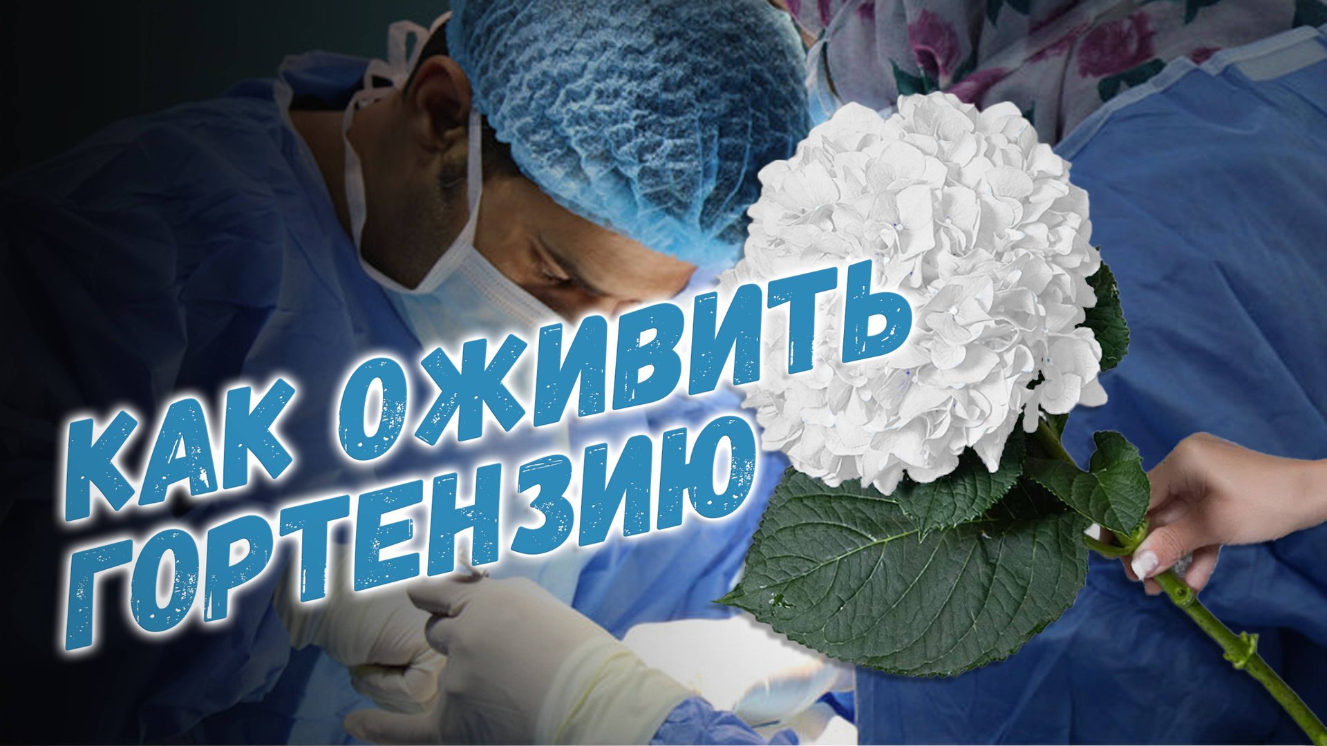 Как оживить гортензию