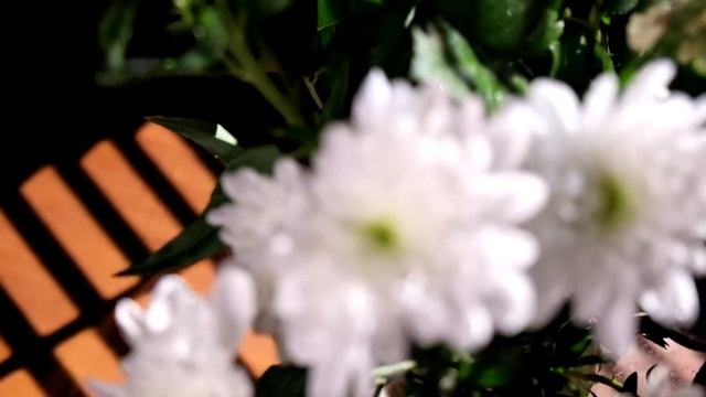 Тестовое видео с Fujifilm X-E2 смотреть онлайн