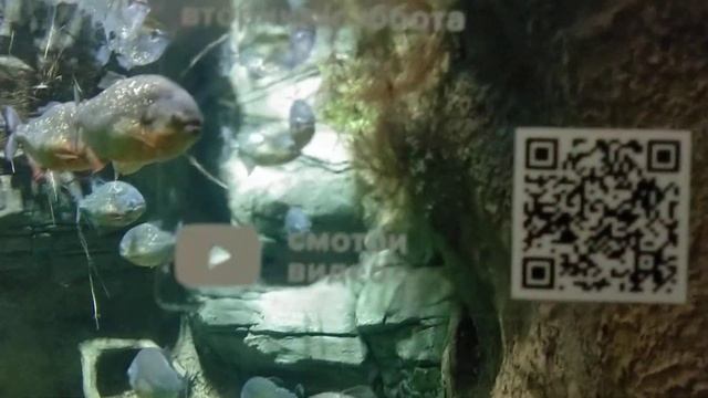 МОСКВАРИУМ МЕТРО ВДНХ,РЫБЫ. Есть ссылка как кормят пираньи.Зрелище немоверное. смотреть онлайн