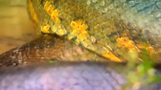 BIG Giant Anaconda python World's longest snake found in Amazon River #nature смотреть онлайн