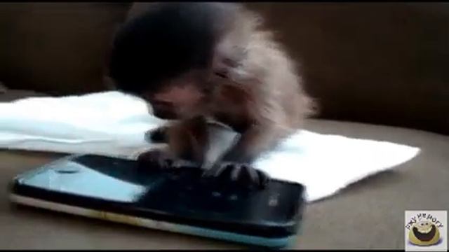 Обезьяна играет на айфоне смотреть онлайн