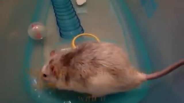 Как приучить крысу к воде смотреть онлайн