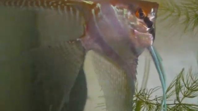 Lavender Blue Body Stripes Sta Isabel Cross Angelfish смотреть онлайн